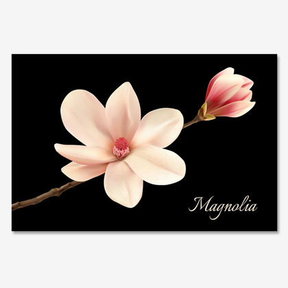 목련 (magnolia)